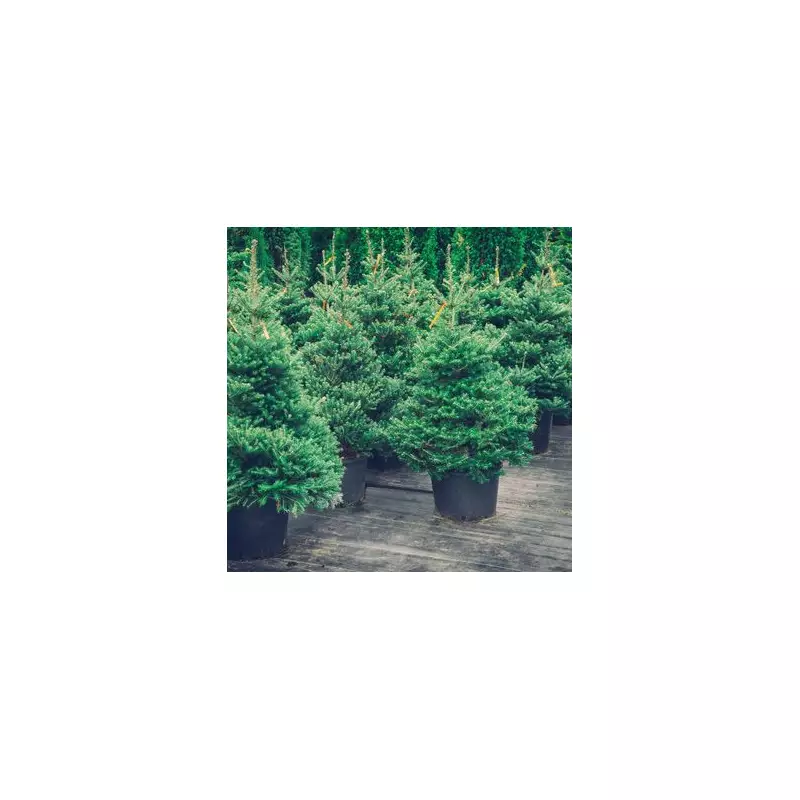 10 Expert Tips to Keep Your Christmas Tree Fresh All Season