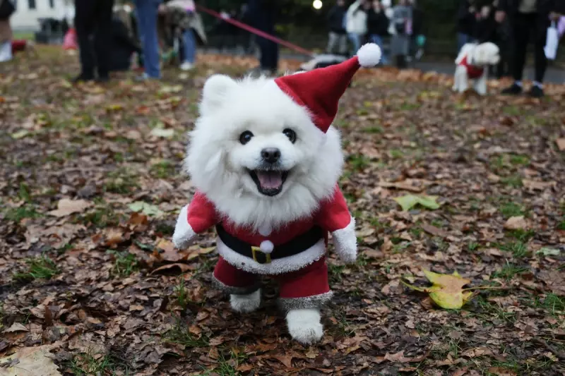 100+ Dogs in Festive Jumpers Parade for Rescue Charities in London