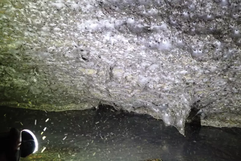 100,000 Spiders Found in World's Largest 'Megacity' Web