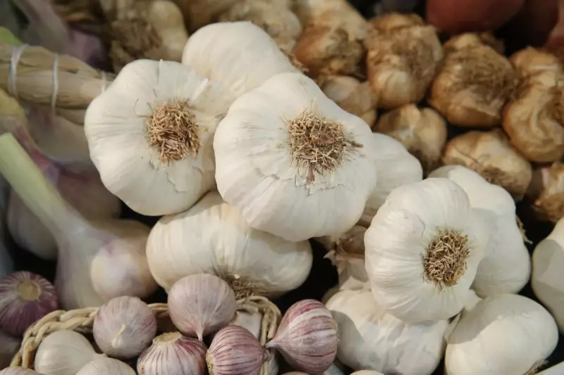 3 Surprising Health Benefits of Adding Garlic to Your Daily Diet