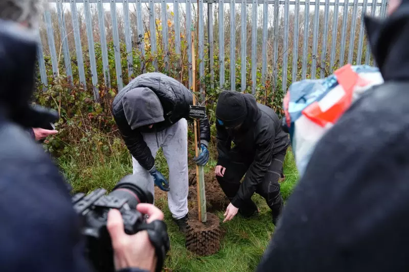49 Sycamore Gap Saplings Planted After Tree's Illegal Felling