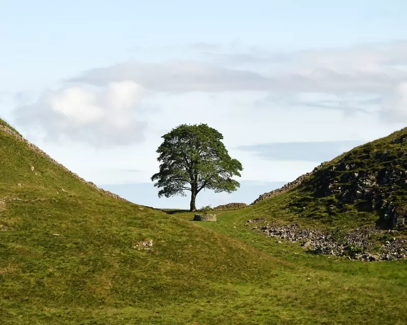 49 Sycamore Gap Saplings to be Planted as 'Trees of Hope' Across UK