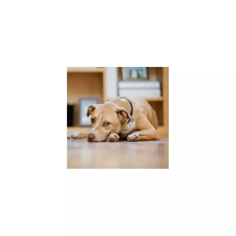 5 Dog Breeds Prone to Winter Depression and Key Warning Signs