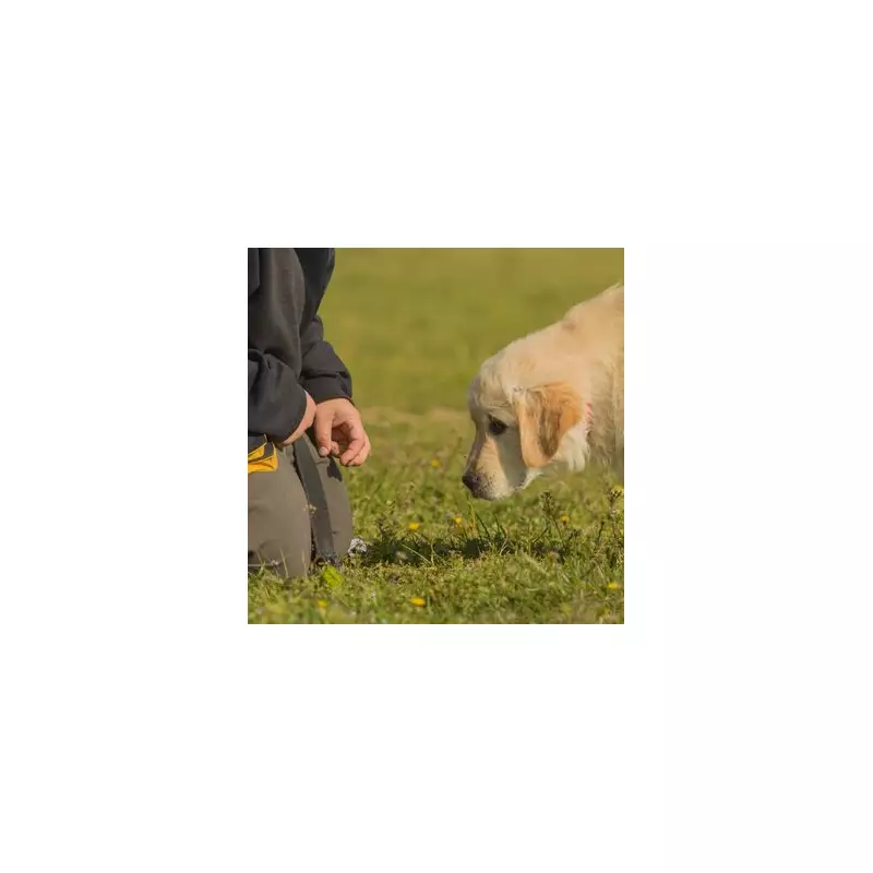 5 'Perfect' Dog Breeds for UK Families - Not Labs or Goldens