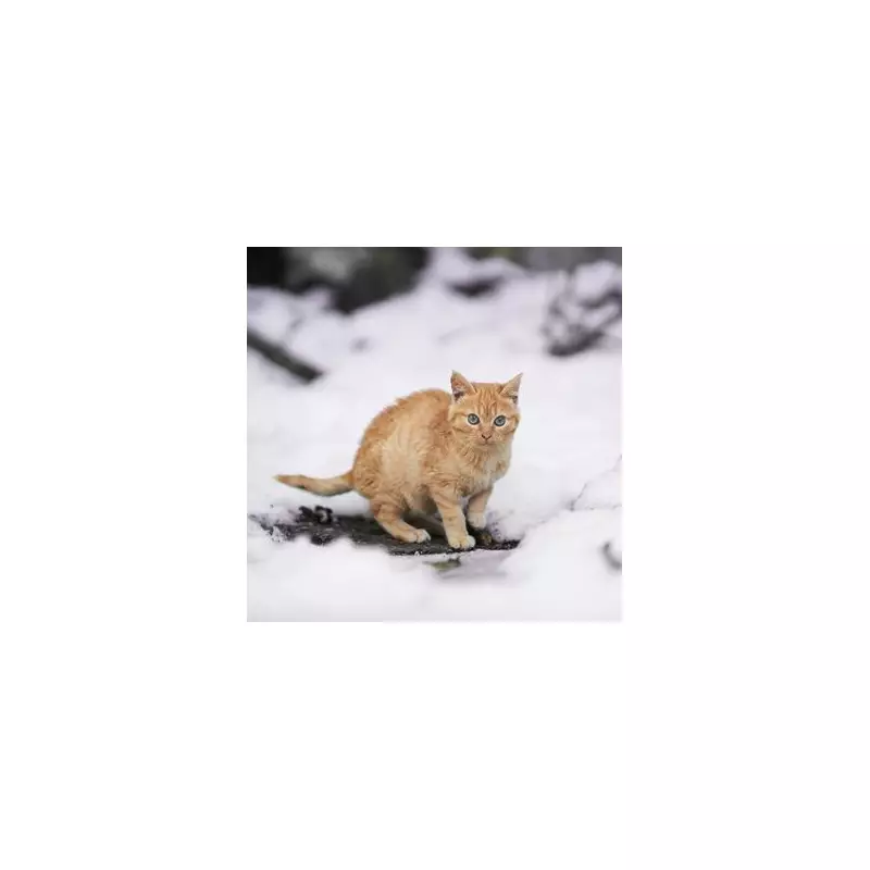 7°C Danger: Signs Your Cat Is Too Cold This Winter