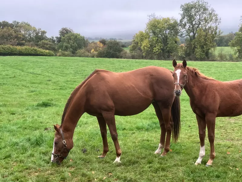 A Mile From Home: How Moving Just 1600 Metres Transformed My Connection to Nature