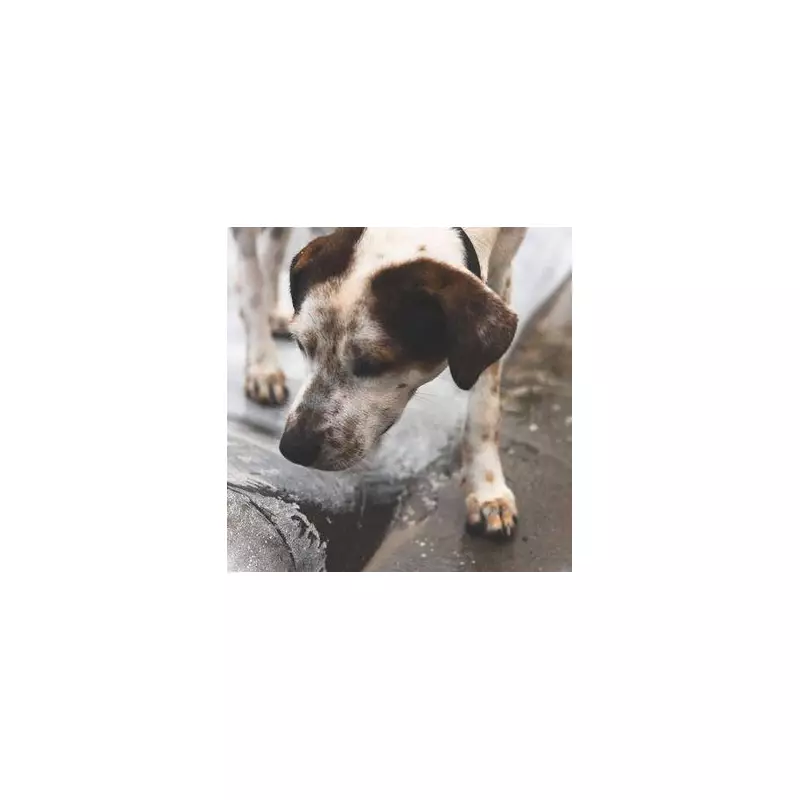 Abandoned Dog Found Tied to Lamp Post with Heartbreaking Note in Quiet Street