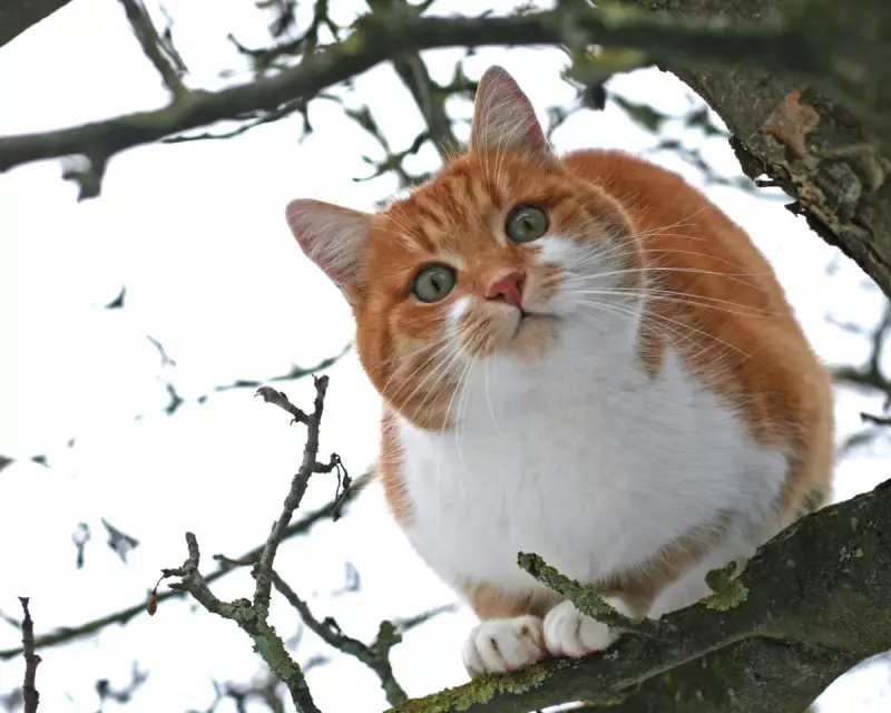 Animal Emergencies Surge: Firefighters Face Unprecedented Rescue Callouts Across England
