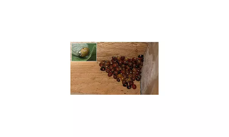 Asian Lady Beetle Invasion: Biting Pests Swarm US Homes by Thousands