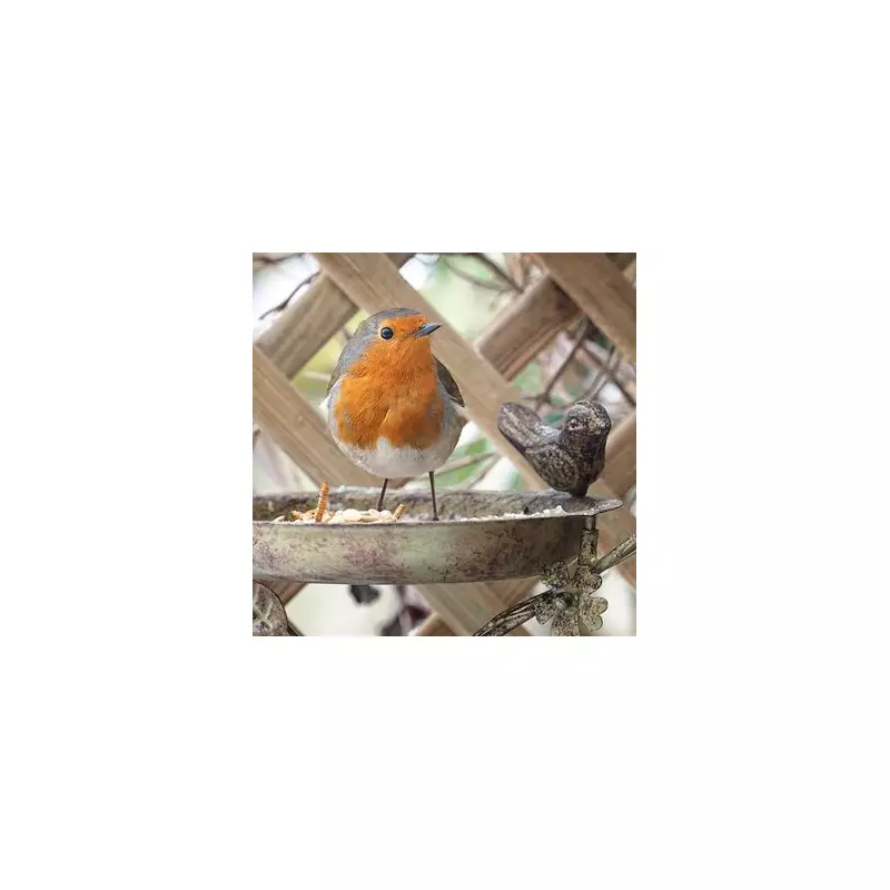 Attract Robins to Your Garden with This Simple Fruit Tip