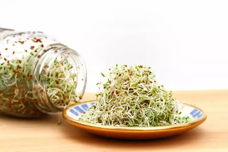 Australia Recalls Alfalfa Sprouts After 44 Sick in Salmonella Outbreak