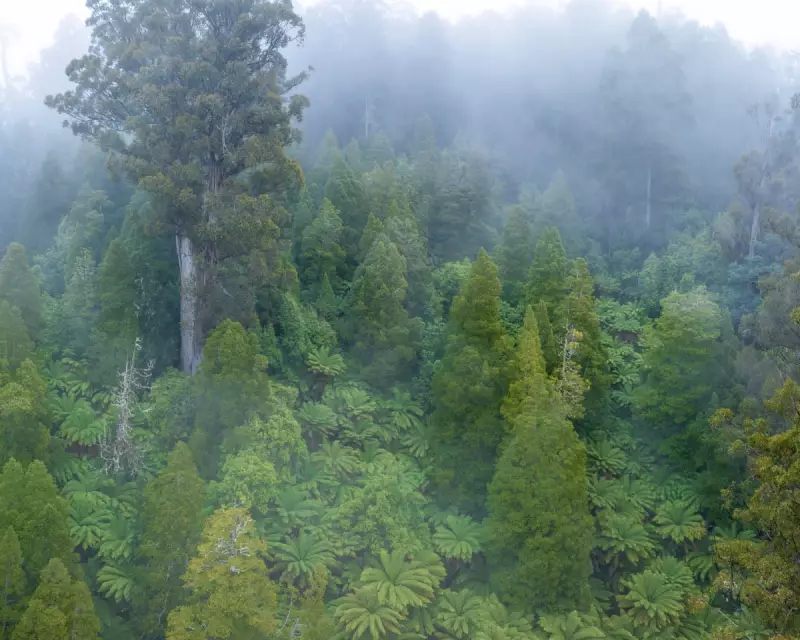 Australia's Landmark Nature Deal: Labor and Greens Forge New Environmental Laws