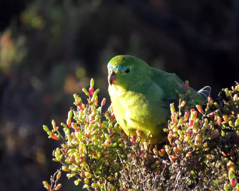 Australia's Nature Law Deadlock: How Political Gridlock Is Costing Our Economy and Our Children's Future