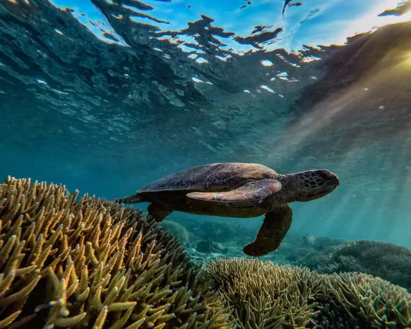 Australia's New Nature Laws: A Bittersweet Victory for Environment