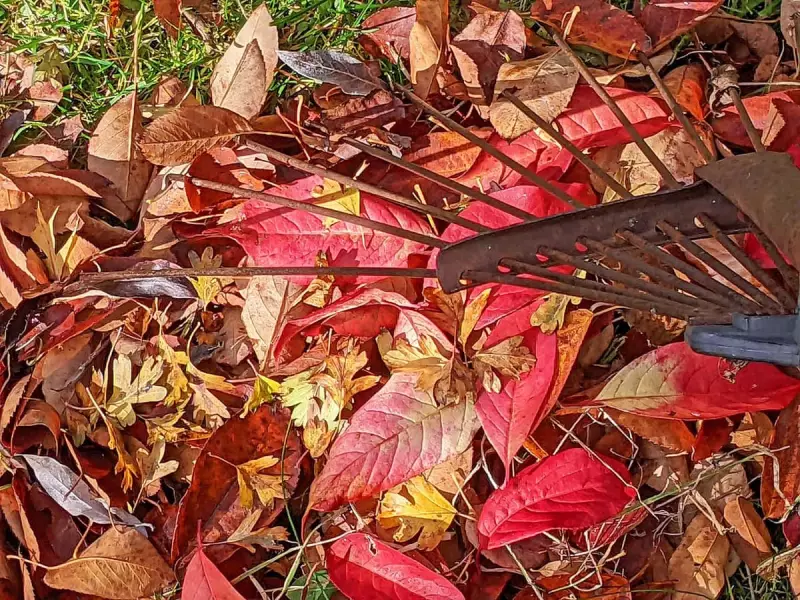 Autumn Wildlife Spectacle: Nature's Hidden Drama in the Fading Light