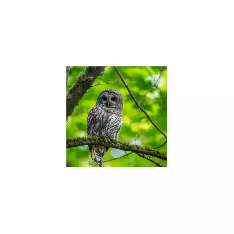 Bird Expert's Top Tip: Use Crows to Spot Owls in Winter Woods