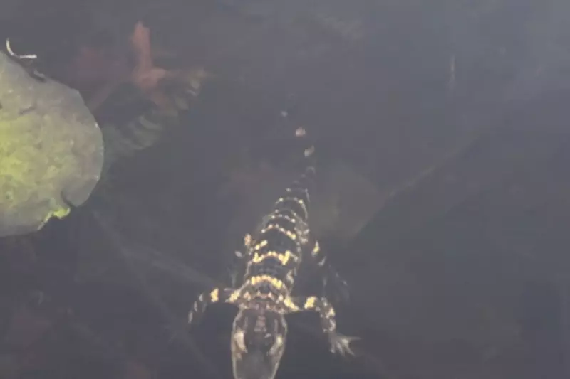 Boston's Charles River Alligator Rescued After Social Media Frenzy