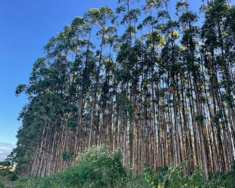 Brazil's Green Desert: How Bahia's Farmers Are Reclaiming Their Land From Eucalyptus Monoculture