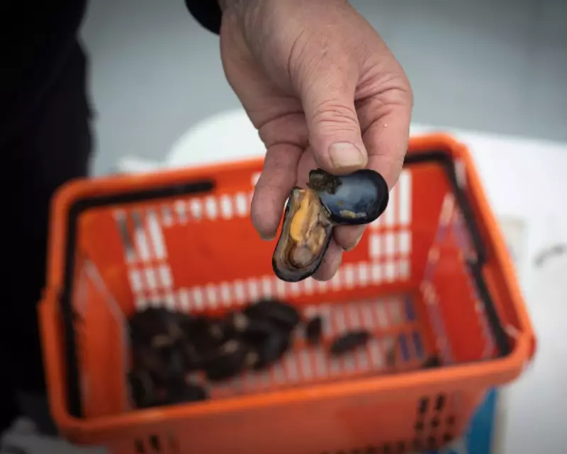 Brexit Crushes Menai Strait Mussel Trade: Exports Drop 99.95% Since 2022
