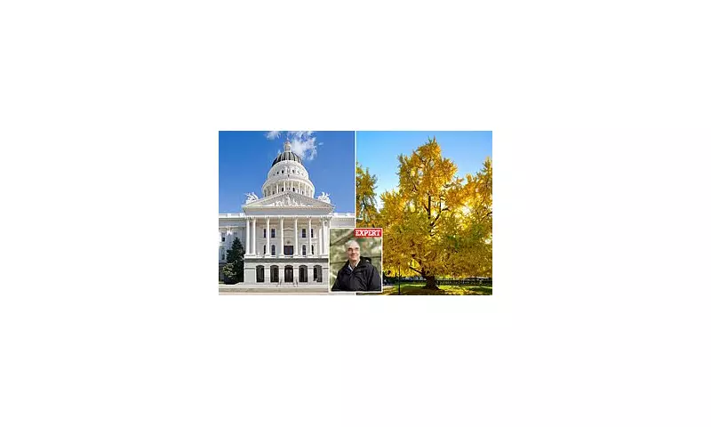 California's Capitol Park Ginkgo Trees Emit 'Vomit' Smell in Autumn