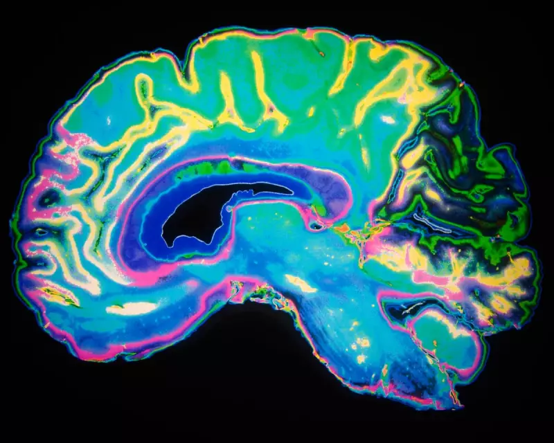 Cambridge Study Reveals 5 Brain Epochs, But Ageing Stages Overlooked