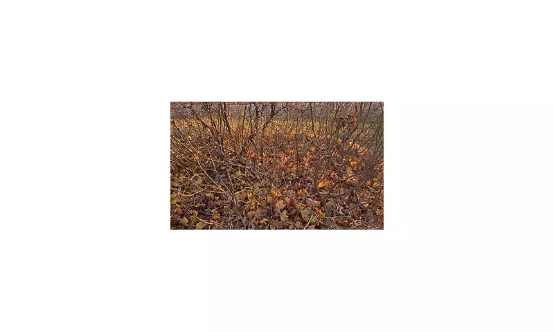 Can You Spot the Cat? Autumn Optical Illusion Stumps Internet