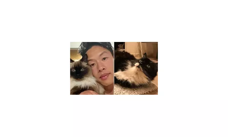 Cat owner's double tragedy as lily poisoning claims beloved pet after mother's death