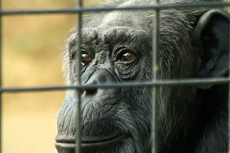 Chimpanzee Study Reveals Shocking Truth About Human Decision-Making