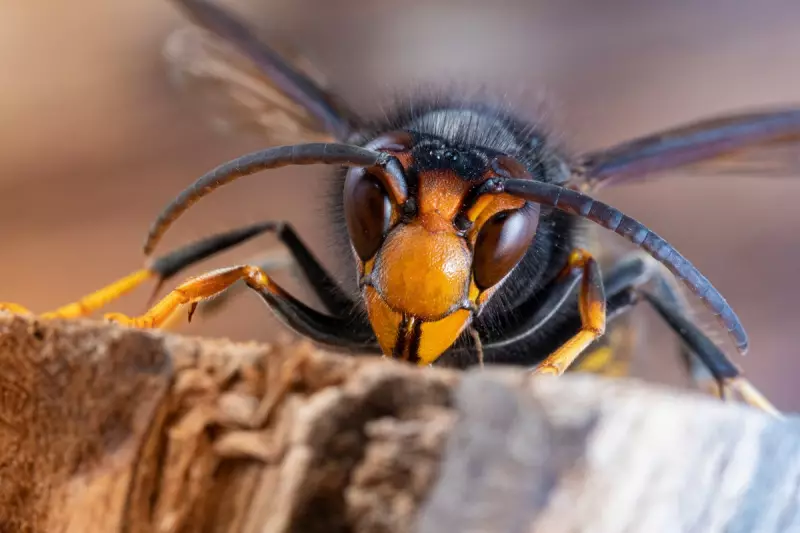 Deadly Asian Giant Hornets Discovered in Laos Spark UK Health Alert