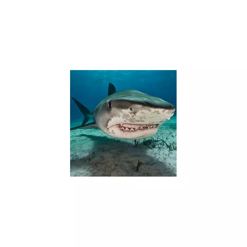 Diver's Shark Survival Tip: Never Swim Away, Experts Warn