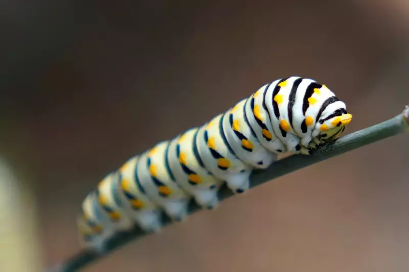 Don't Sweep Up Those Caterpillars! Why Leaving Them Be Beneath Trees Will Transform Your Garden