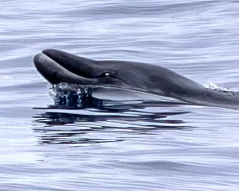 Elusive Ginkgo-Toothed Beaked Whale Seen Alive for First Time
