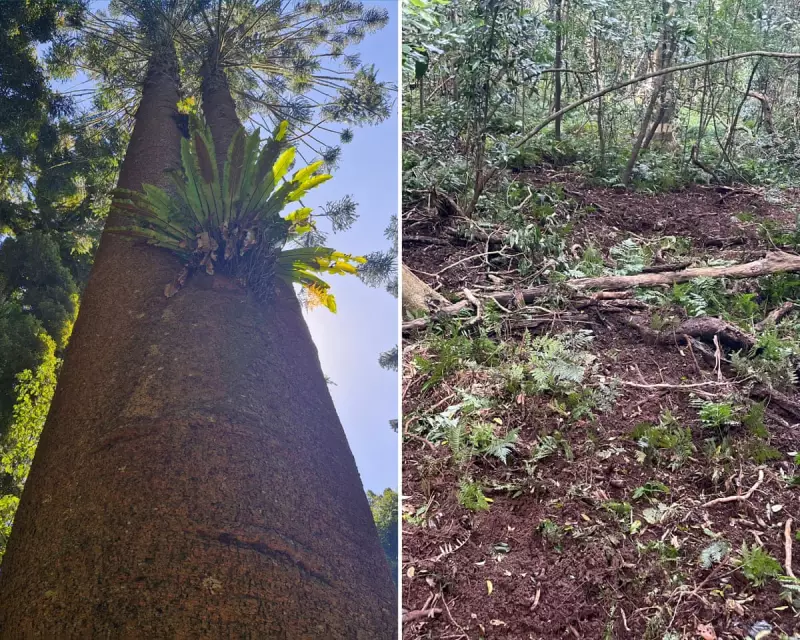 Feral Pigs Spread Deadly Dieback Disease in Queensland's Ancient Bunya Forests