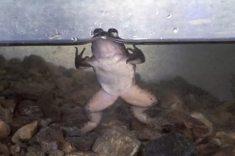 Fight to Save Australia's Southern Corroboree Frog from Extinction