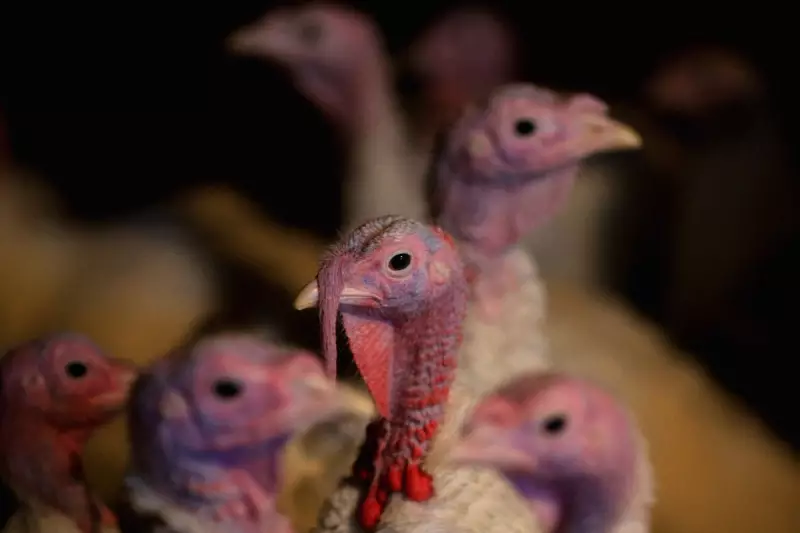 First H5N5 Bird Flu Fatality Reported in US: Key Details