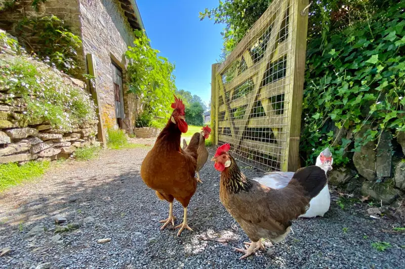 First Human H5N5 Bird Flu Death Confirmed in Washington State