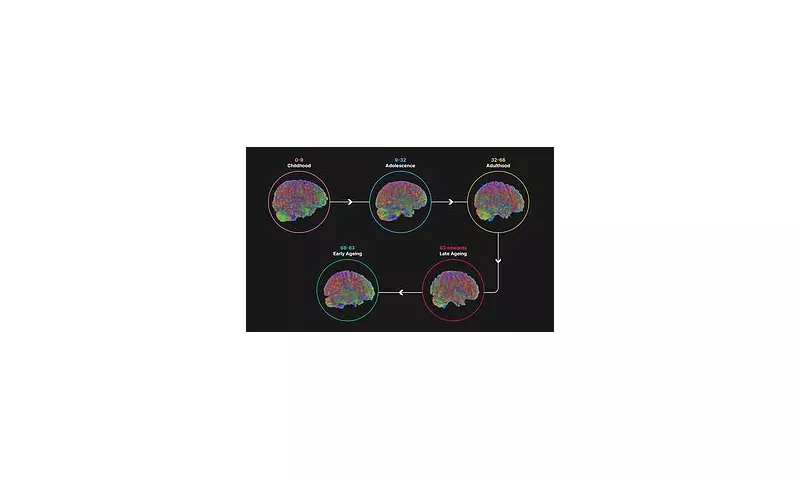 Five Key Brain Stages Revealed: Adolescence Lasts Until 32