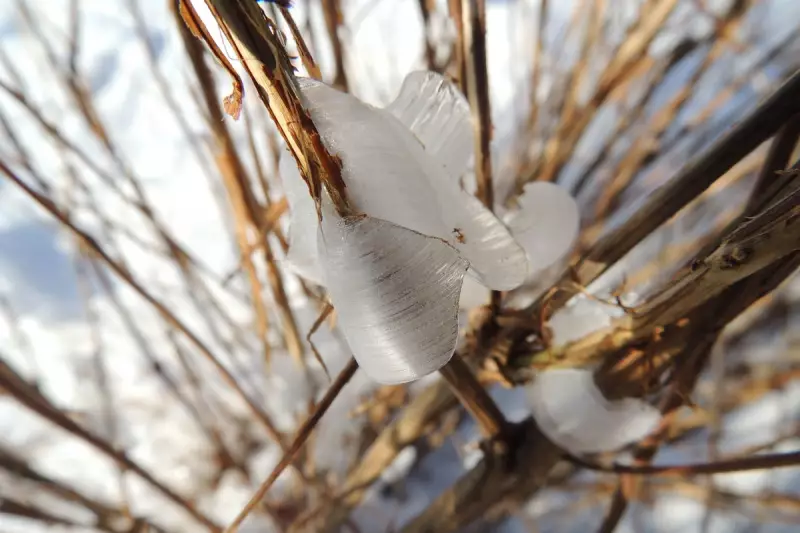 Frost Flowers Bloom: Nature's Fragile Winter Art in the US