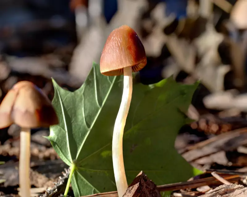 Fungi's Hidden Power: UK Scientists Pioneer Nature's Solutions to Plastic Crisis