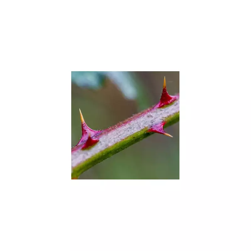 Gardeners Urged to Tackle Brambles in November for a Perfect Garden