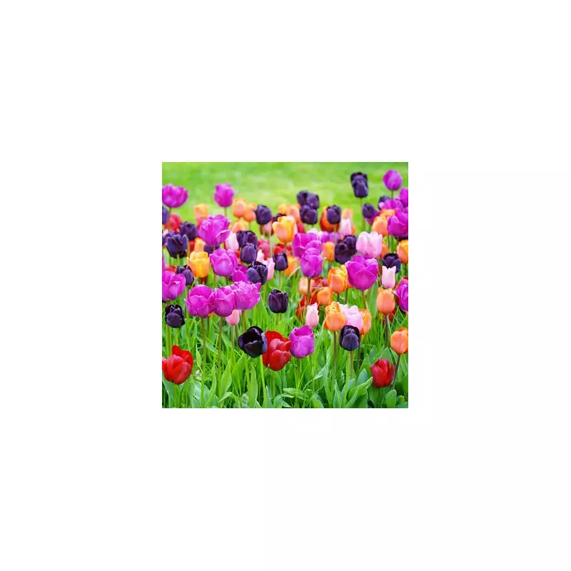 Gardening Expert's November Tulip Warning to Prevent Disease