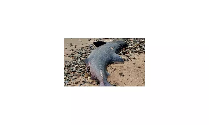 Giant Shark Mystery Stuns Scottish Coast: Basking Shark Carcass Washes Ashore Near Inverness