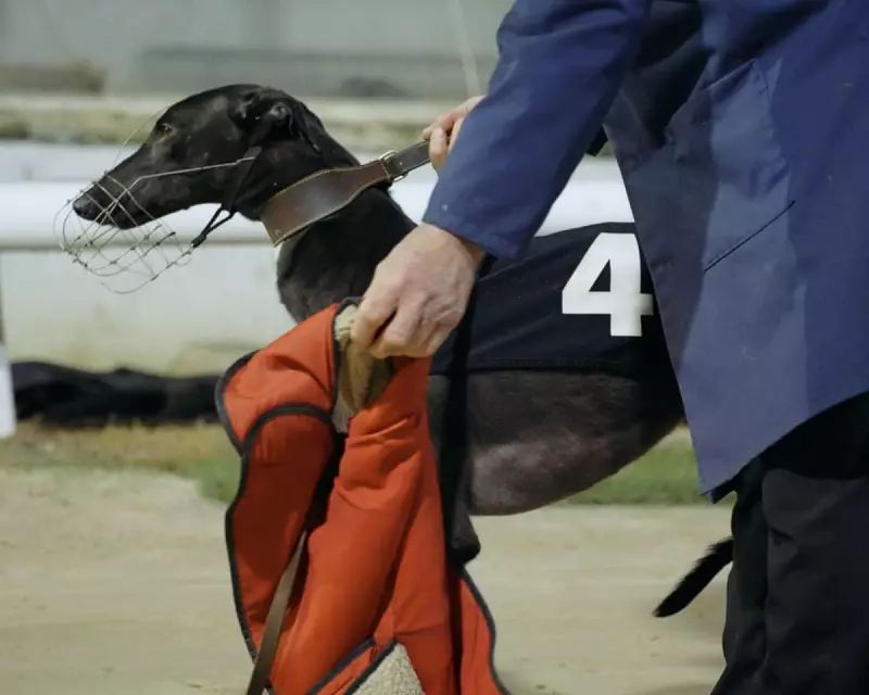 Going to the Dogs: The Dark Truth Behind Britain's Greyhound Racing Industry