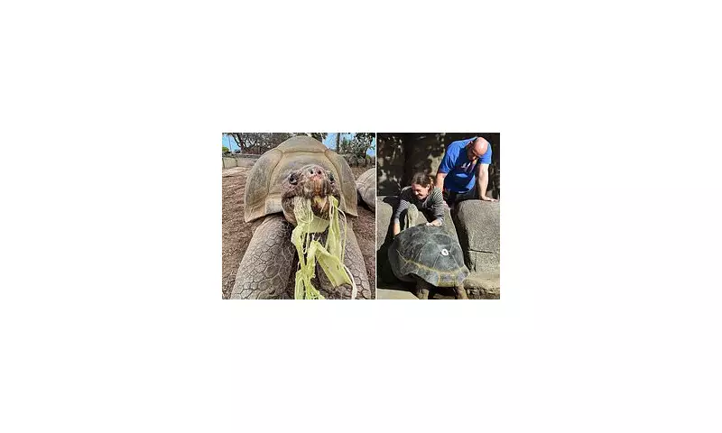 Gramma the 141-Year-Old Galapagos Tortoise Dies at San Diego Zoo