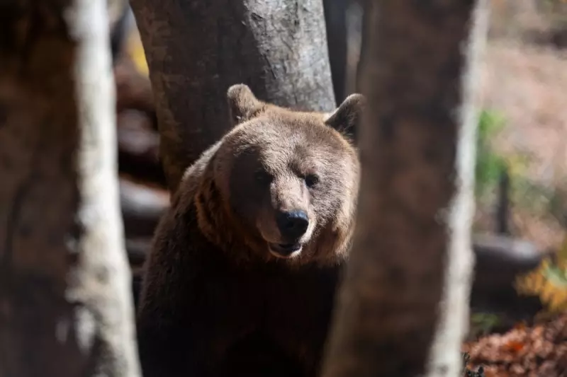 Greece's Growing Predator Problem: Bears and Wolves Roam Villages