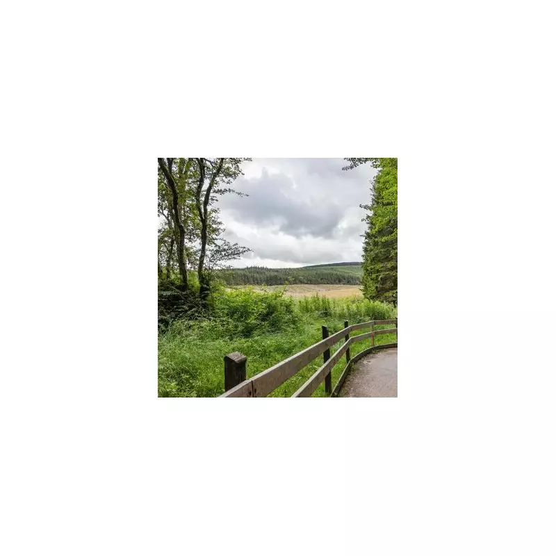 Hafren Forest: Wales' Magical Woodland with Waterfalls & Free Parking