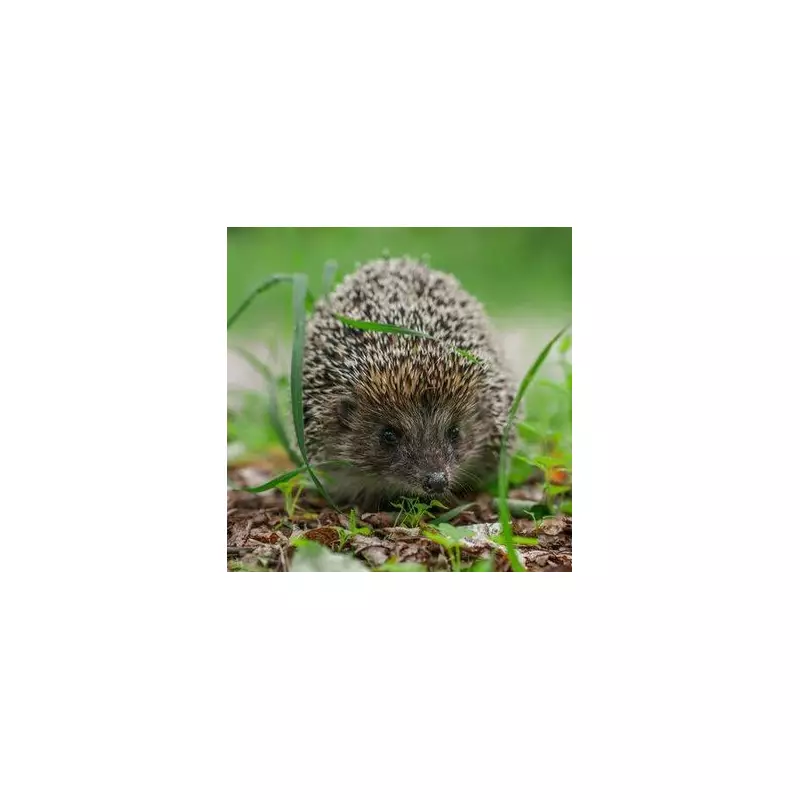 Help Hedgehogs Hibernate: 1 Simple Item for Your Garden