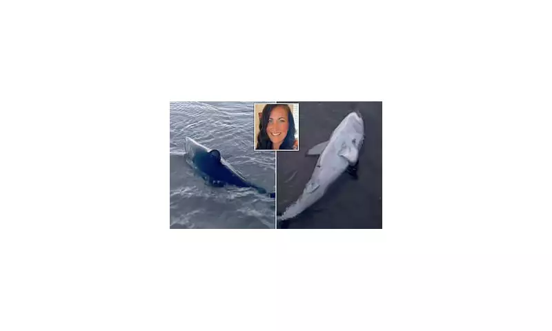 Heroic Beachgoer Saves Stranded Shark in Dramatic Cornish Rescue Mission