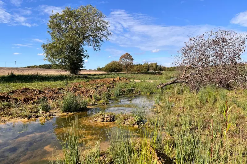 HS2's Thames Valley Destruction: Ancient Woodlands Face Bulldozers as Conservation Groups Sound Alarm