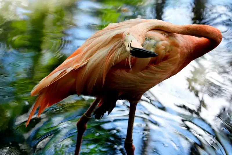 Hunt for Frankie the Flamingo: Cornwall's Beloved Bird Vanishes from Paradise Park